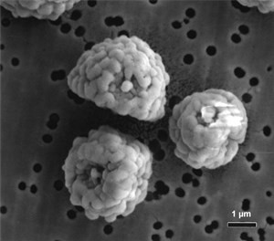 a-flavus(1)