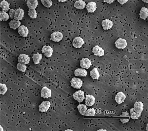 a-fumigatus