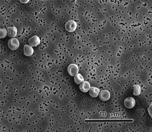 aspergillus-candidus
