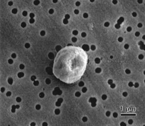 aspergillus-candidus(1)
