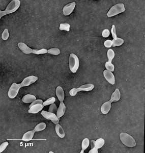 c-cladosporioides