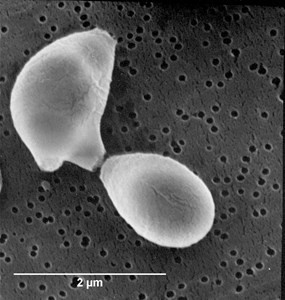 c-cladosporioides(1)