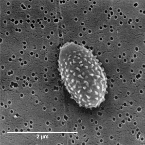 c-cladosporioides(2)