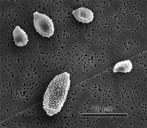 cladosporium-herbarum