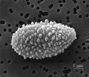 cladosporium-herbarum(1)