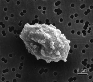e-amstelodami1(1)