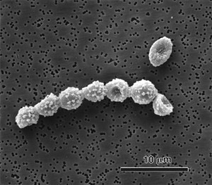 e-amstelodami1