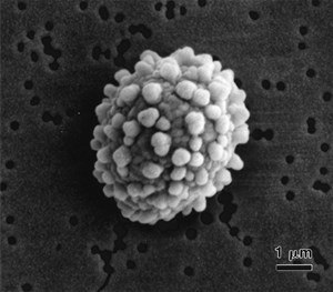 eurotium-herbariorum(1)