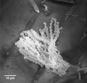 eurotium-herbariorum(2)