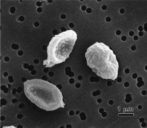 p-rugulosum(1)