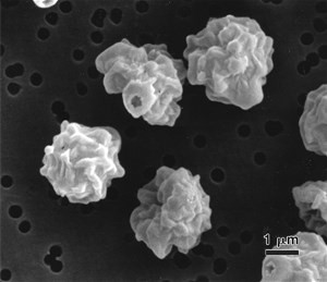 p-verruculosum(1)