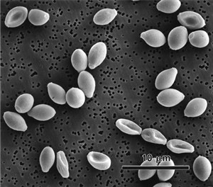 paecilomyces-variotii