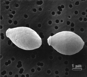 paecilomyces-variotii(1)