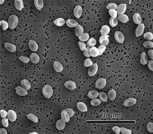 penicillium-brevicompactum