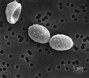 penicillium-brevicompactum(1)