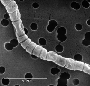 s-griseus(1)