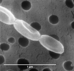 streptomyces-flavovirens(1)