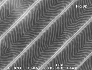 Fig 9D